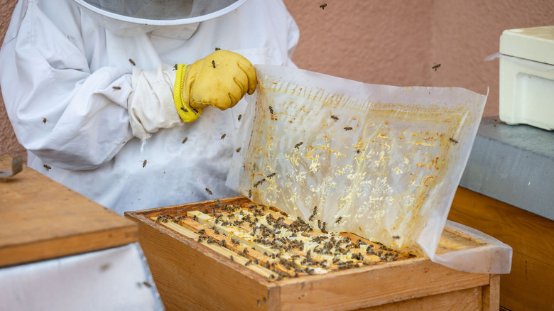 beekeeper with bees