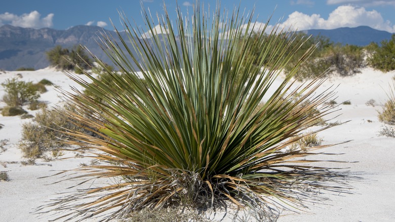 sotol plant