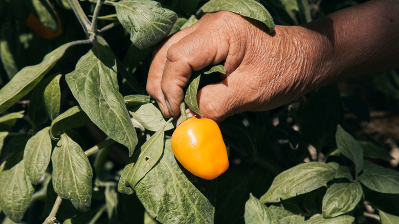 farmer collecting rocoto pepper