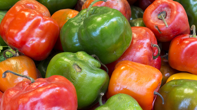 rocoto peppers displayed in batch