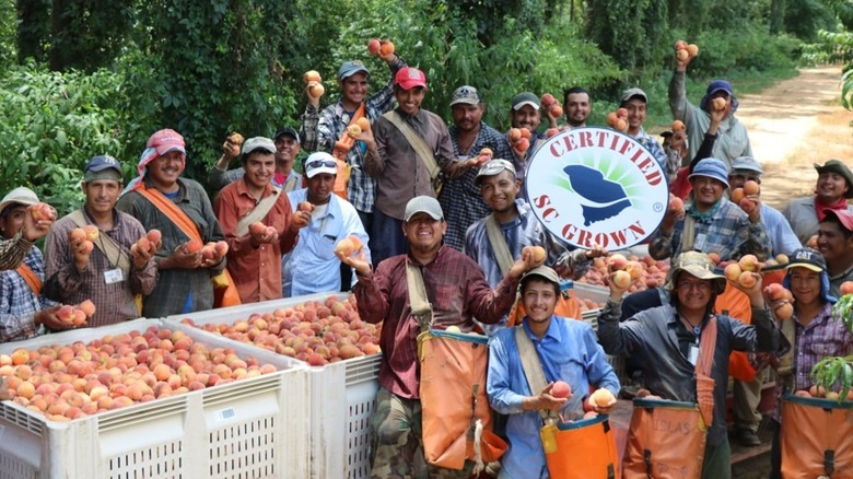 Migrant workers in the orchards