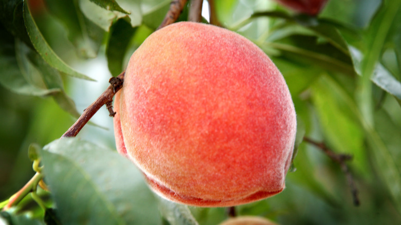 Single peach on the tree