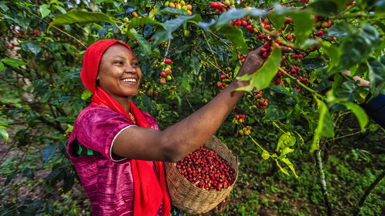 A smiling woman picking coffee cherries at an arabica coffee farm