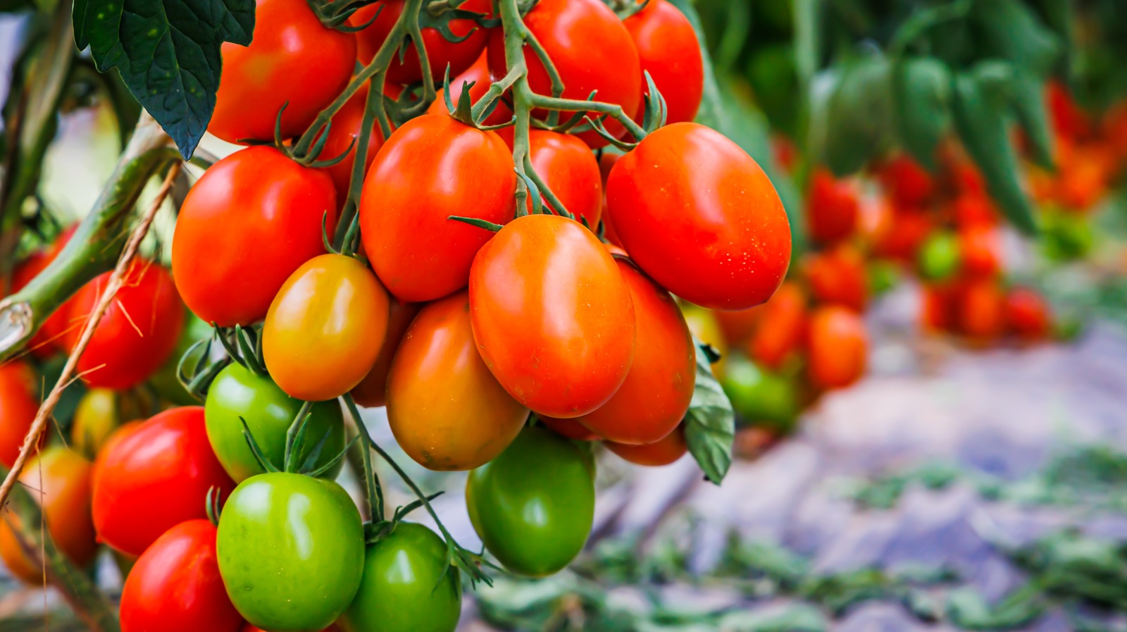 start-adding-cream-of-tartar-to-your-tomatoes-for-maximum-flavor