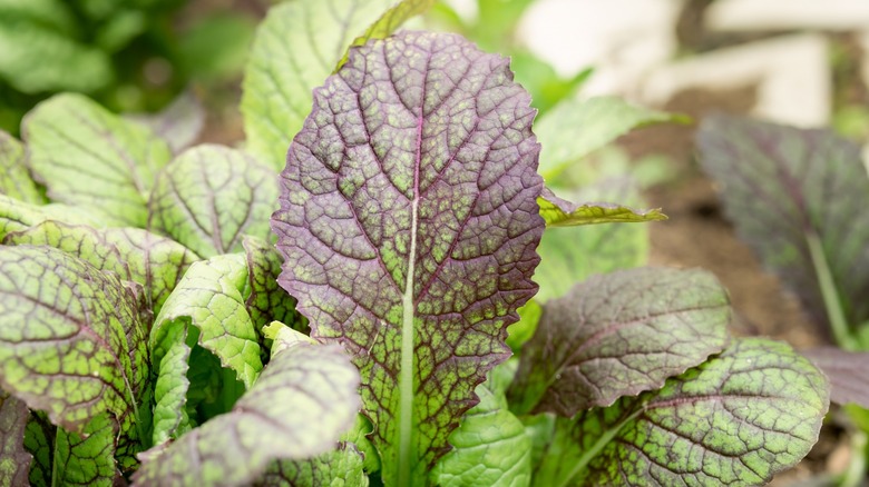 purple green mustard leaves