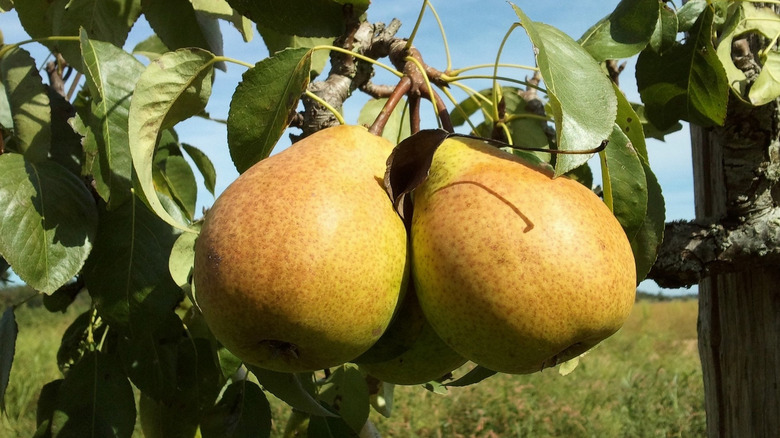 Pears on a tree