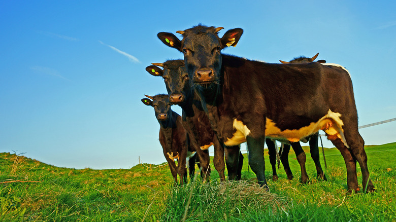 Gloucester cows