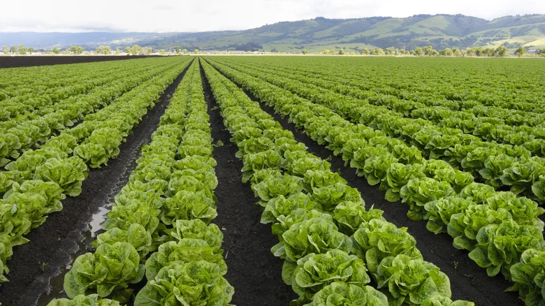 Leafy greens may cause nearly 10% of foodborne illnesses