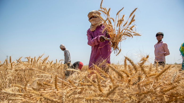 Indian farmers harvesting wheat