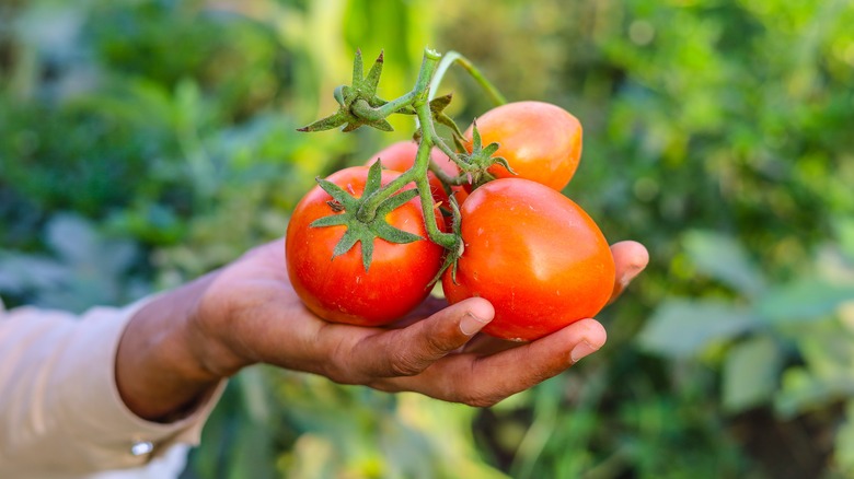 Person holding tomatoes