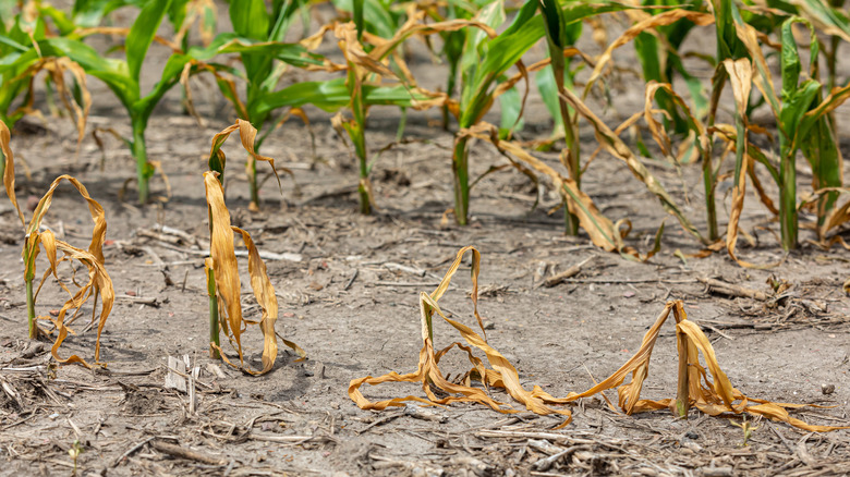 corn wilting in a field