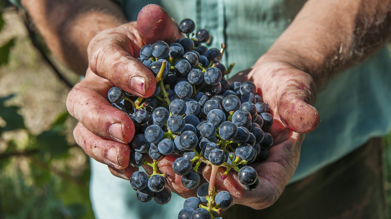 hands holding darker grapes