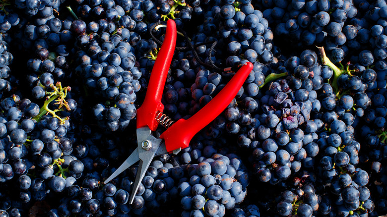 Grapes harvested in Puglia