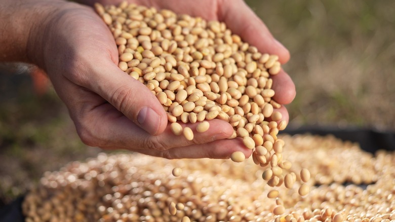 person holding soy nuts