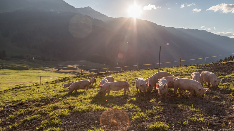 Pigs on a farm