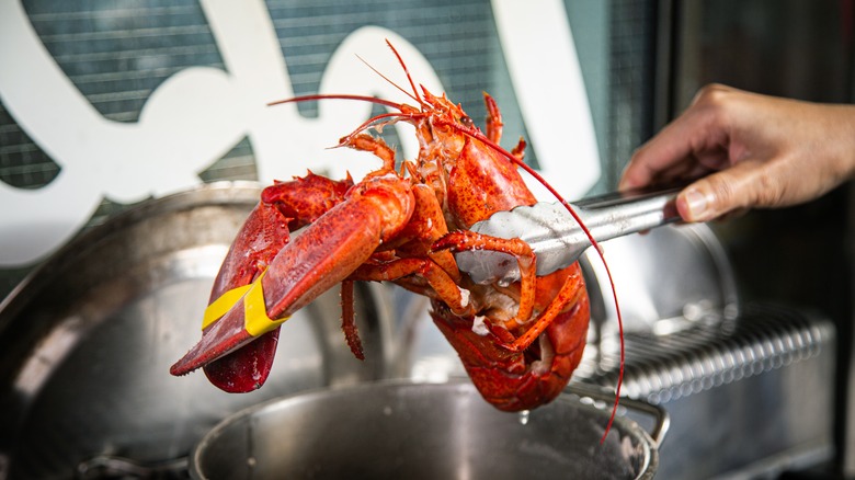 lobster being put in a pot