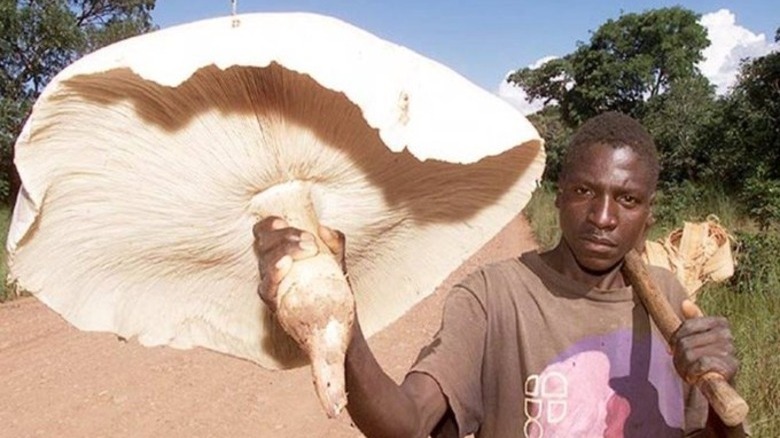 man holding white termitomyces titanicus in hand