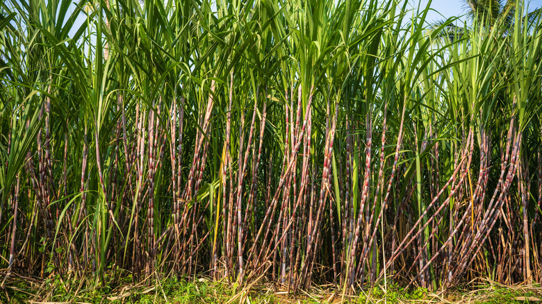 sugar cane in field