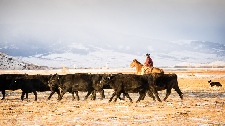 A rancher and dog with a herd of black cattle next to a snowy mountain