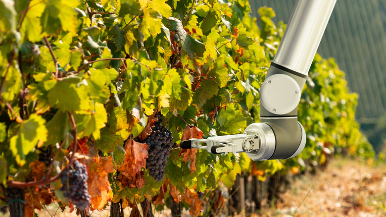 Robot arm working on a vineyard crop