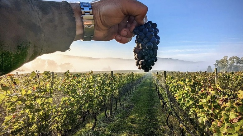 Pinot noir grapes