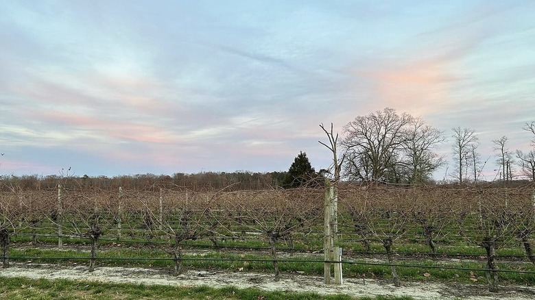 Bellview Winery vines