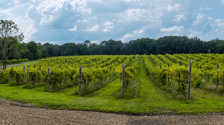 Vineyard during daytime