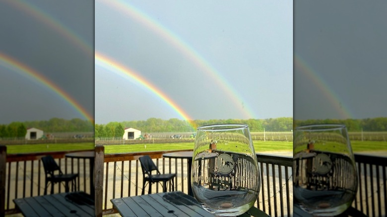 vineyard and rainbows