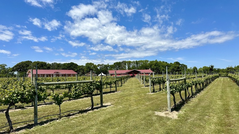 vineyard at winery