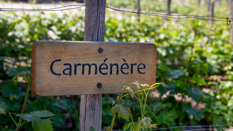 Carmenere wine sign on vineyard.