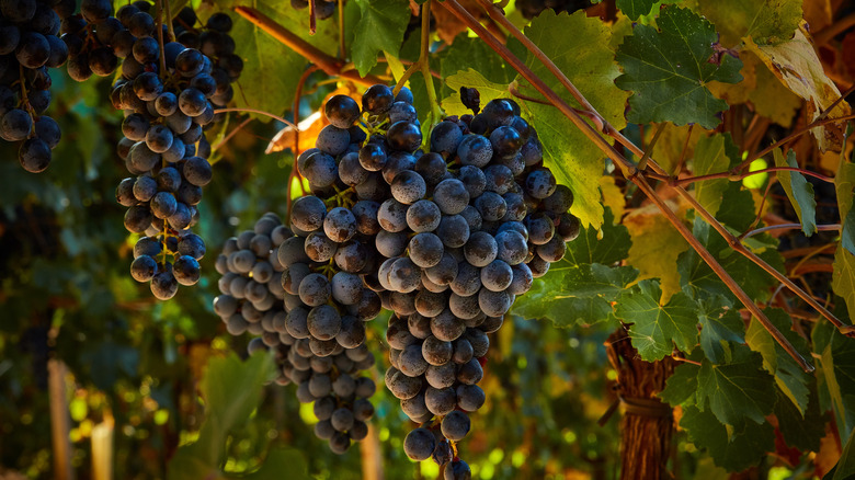 Bluish grapes hanging in clusters