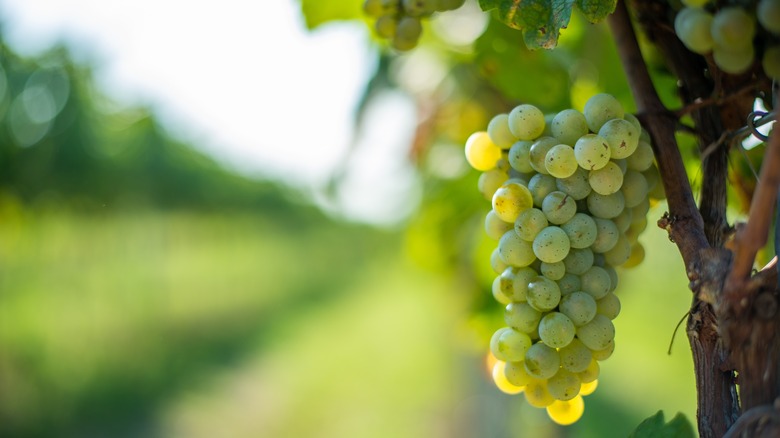 Riesling grapes during harvest season