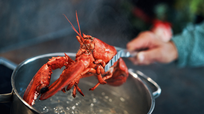 Lobster in a pot