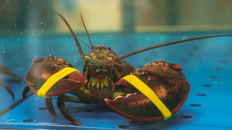 live lobster with banded claws