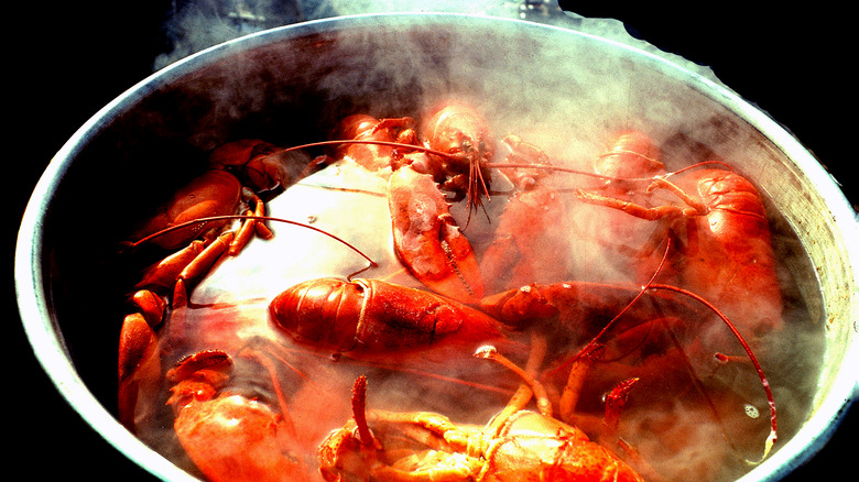 lobster steaming in a pot