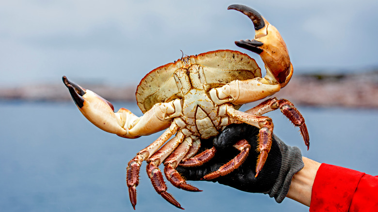 Holding live crab near ocean