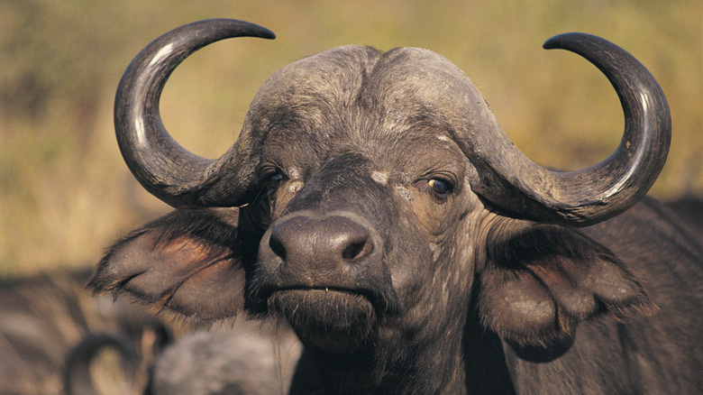 Water Buffalo animal