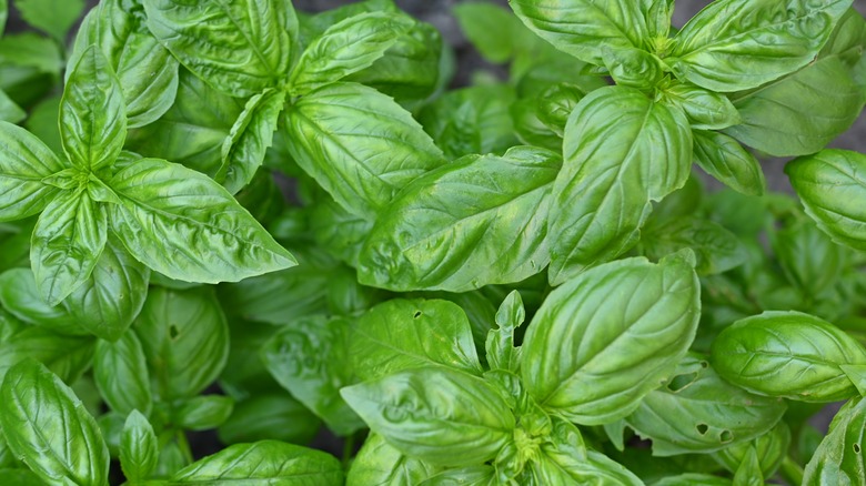 Fresh basil leaves