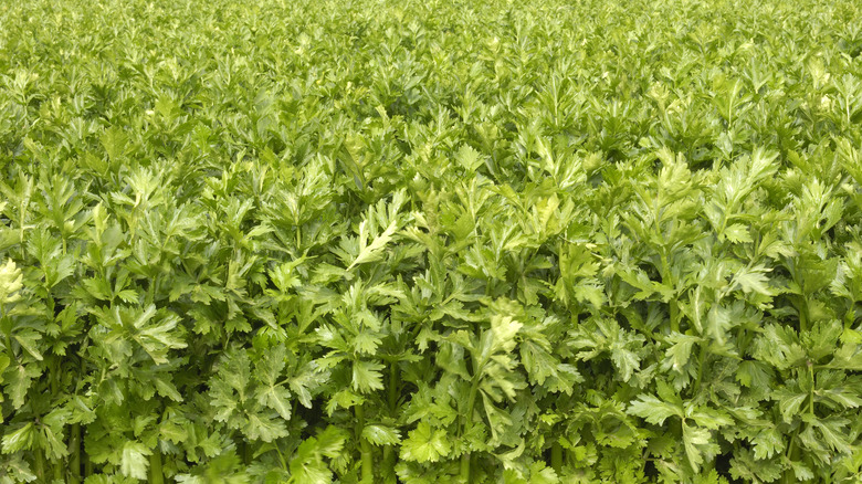 Leaves of fresh celery