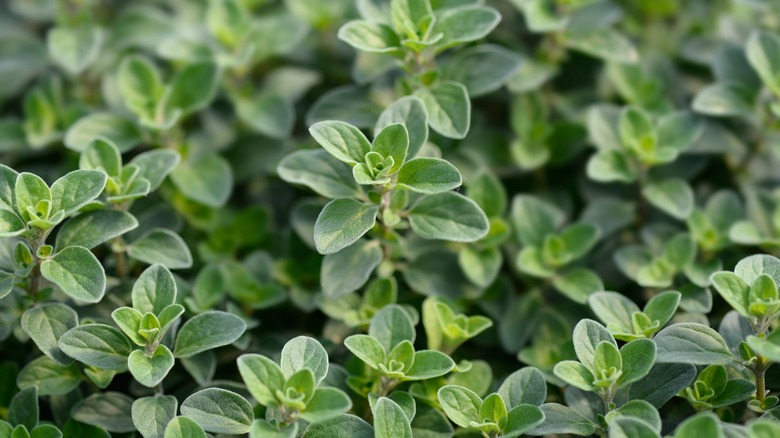 Leaves of fresh marjoram