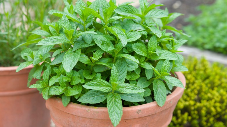 Fresh mint in clay pot