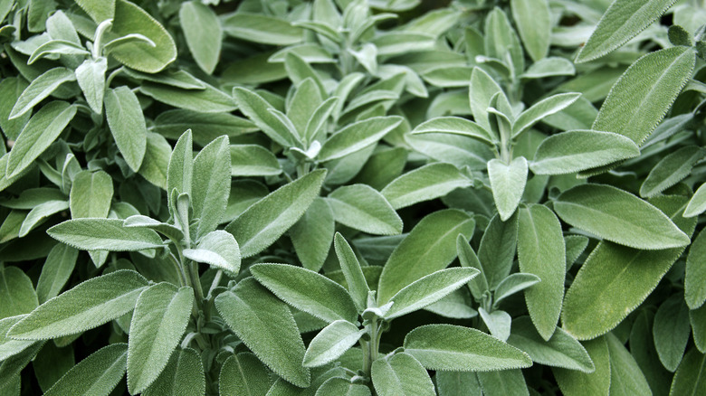 Leaves of fresh sage