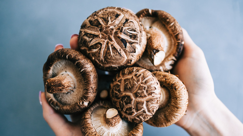 Shiitake mushrooms hand