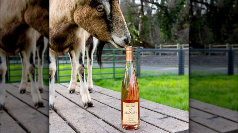 goat with vin gris bottle