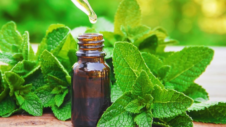 Mint extract bottle and leaves