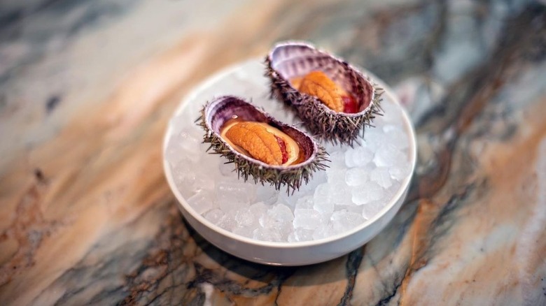 sea urchins on ice