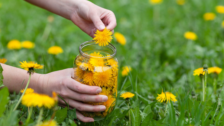 placing dandelions in a jar