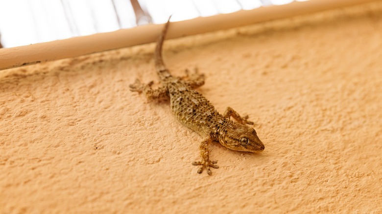 A gecko sitting on a mantel inside the house