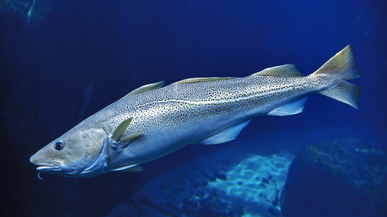 Atlantic cod