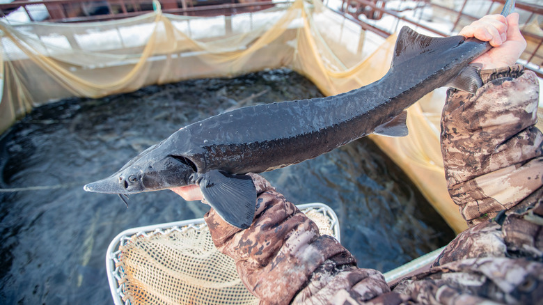 farmed sturgeon